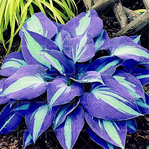 Bloom Green Co. 200pcs / pack japanische Hosta Bonsai Perennials schönen Lilien-Blumen-Hausgarten-Bodendecker Pflanzen Dekoration Gartenwegerich: 8 von SVI