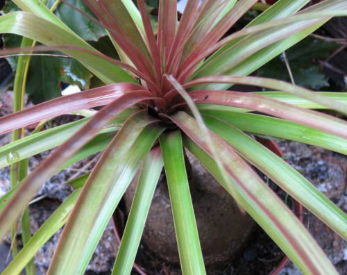 Red Ponytail Palm Beaucarnea Guatemalensis Elefantenfuß Auffälliges, 5 Samen von SVI