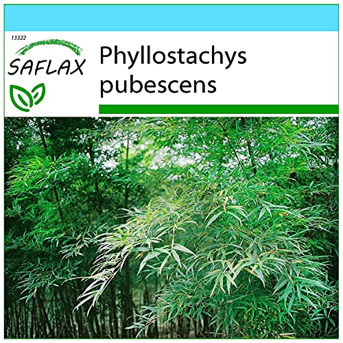 SAFLAX - Geschenk Set - Gräser-Bambus-Moso Riesenbambus - 20 Samen - Mit Geschenk- / Versandbox, Versandaufkleber, Geschenkkarte und Anzuchtsubstrat - Phyllostachys pubescens von Saflax