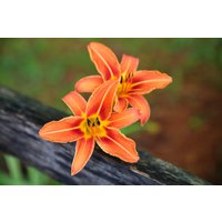 Orange Day Lily Blumendruck, Blumen Kunst Fotografie, Leinwand Drucke, Natur Wand Dekor Für Haus, Wohnzimmer, Schlafzimmer, Küche Oder Büro von SandyDobbsPhoto