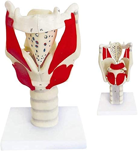 Anatomiemodell Hals, Kehlkopf-Funktionsmodell, Kehlkopf-Menschenmodell zur Stärkung der Halsstruktur und -Funktion Medizin von Seamue
