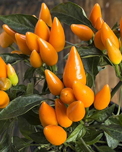 Seedeo® Chili Capela orange (Capsicum frutescens) 30 Samen BIO von Seedeo Gemüse Raritäten