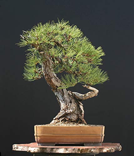 Seedeo Bonsai Anzuchtset Österreichische Schwarzkiefer (Pinus nigra austriaca) von Seedeo