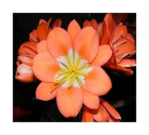 Stk - 1x Clivia Nakamura Multipetal Gideon Botha Blumen Pflanzen - Saat B969 - Seeds & Plants Shop by Ipsa von Seeds & Plants Shop by Ipsa