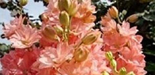 Stk - 20x Riesen Delphinium cultorums Orange Rittersporn Samen A291 - Seeds & Plants Shop by Ipsa von Seeds & Plants Shop by Ipsa