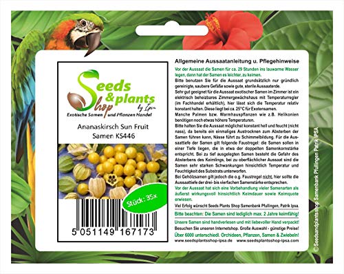 Stk - 35x Ananaskirsch SunFruit - Samen Beere Physalis pruinosa Obst KS446 - Seeds & Plants Shop by Ipsa von Seeds & Plants Shop by Ipsa