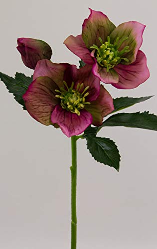 Christrose Natural rosa-pink 34cm DP Kunstblumen Seidenblumen künstliche Blumen Helleborus von Seidenblumen Roß