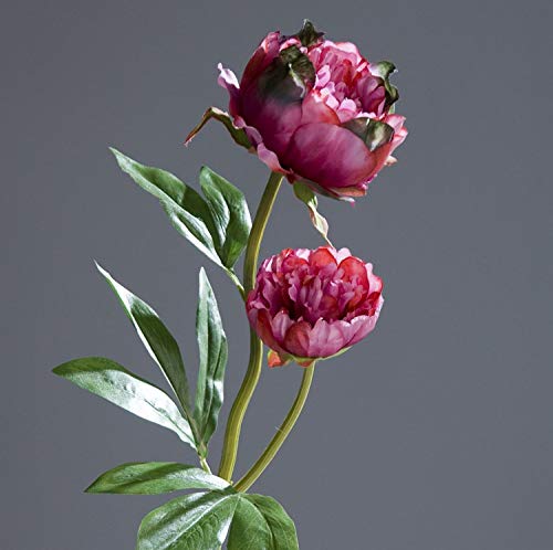 Pfingstrose mit 2 Blüten 60cm Fuchsia DP Kunstblumen Seidenblumen künstliche Blumen Päonie von Seidenblumen Roß