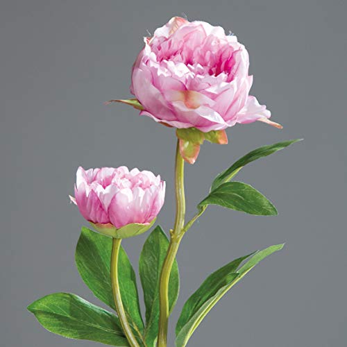 Pfingstrose mit 2 Blüten 60cm rosa-pink DP Kunstblumen Seidenblumen künstliche Blumen Päonie von Seidenblumen Roß