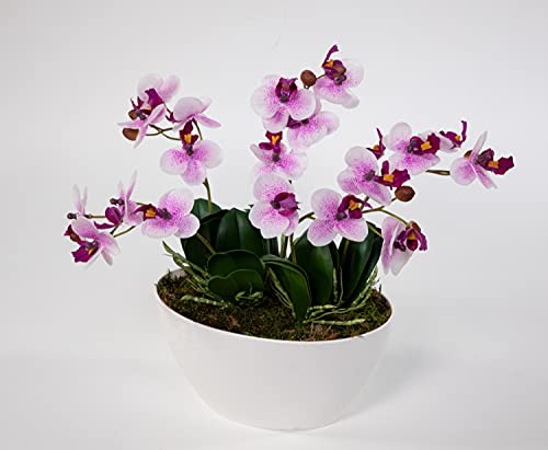 Seidenblumen Roß Orchideen-Arrangement Real Touch 36x34cm pink-weiß in weißer Dekoschale DP künstliche Orchidee Blume von Seidenblumen Roß