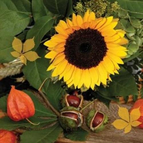 20 Servietten Sonnenblume und Kastanien | Garten | Herbst | Tischdeko 33x33cm von Servietten Blumen