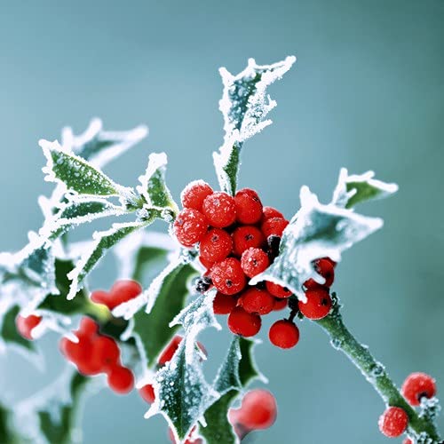 20 Servietten Frostige Natur im Winter | Beeren | Weihnachten | Tischdeko 33x33cm von Servietten Weihnachten
