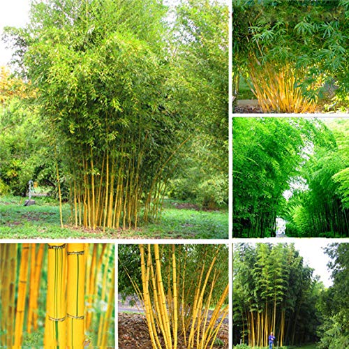 Shopmeeko SEEDS: 20PCS Bambus. Phyllostachys aureosulcata Hausgarten Pflanze von ShopMeeko