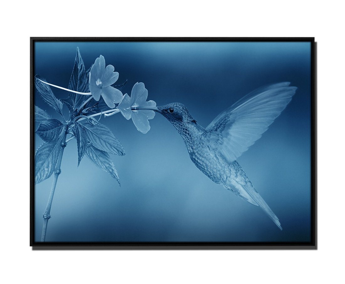 Sinus Art Leinwandbild 105x75cm Leinwandbild Petrol Natur Kolibri Blume von Sinus Art