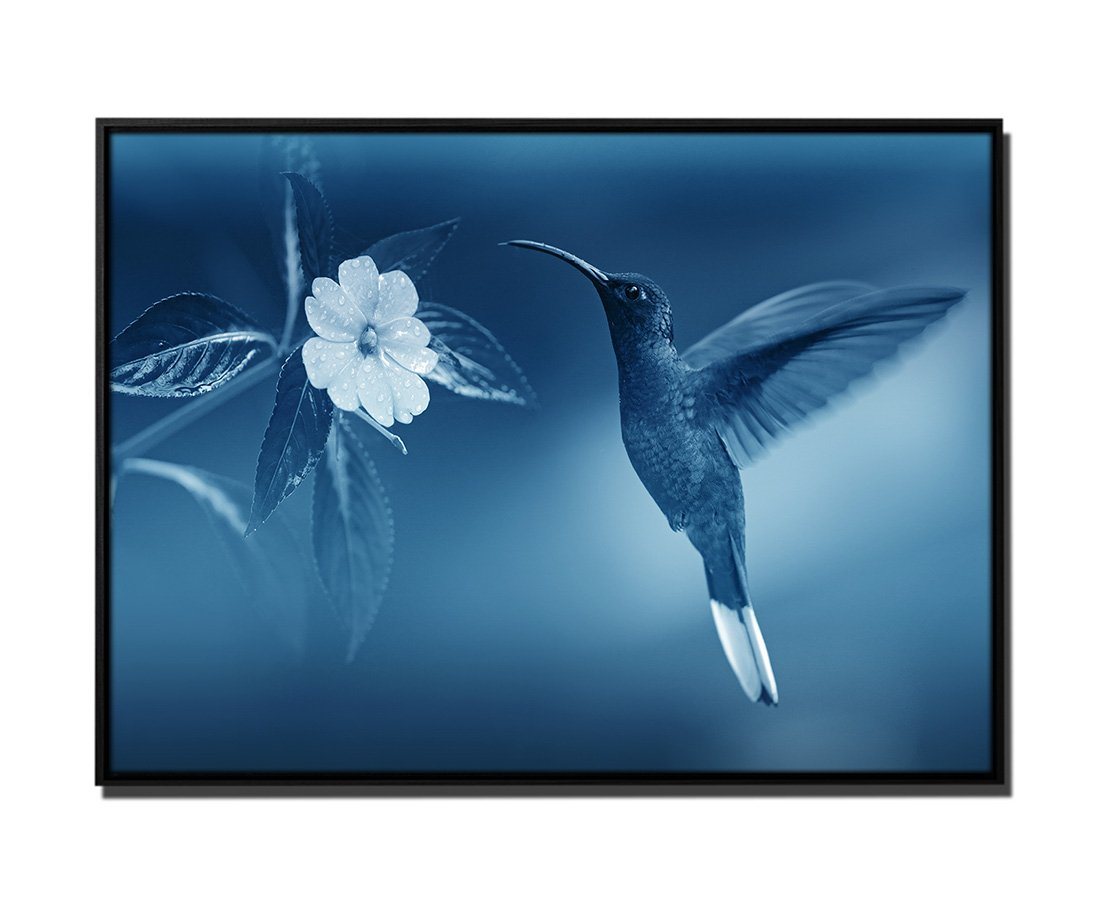 Sinus Art Leinwandbild 105x75cm Leinwandbild Petrol Natur Kolibri Blume von Sinus Art