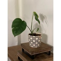 Variegated Monstera - Alte Pflanze Mit 4 Blättern von SoiledMyPlants