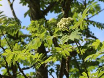 Vogelbeere / Eberesche 'Fingerprint', 40-60 cm, Sorbus aucuparia 'Fingerprint', Containerware Vogelbeere / Eberesche 'Fingerprint', 40-60 cm, Sorbus aucuparia 'Fingerprint', Containerware von Sorbus aucuparia 'Fingerprint'