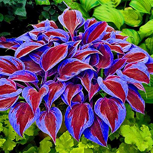 Steelwingsf 200 Stück/Beutel Hosta Seeds DIY Dekorative Attraktive Mischfarbe Duftende Hosta Plantaginea Bonsai Samen Für Gartenblumen Im Freien Samen Für Das Pflanzen Im Freien Lila Hosta Samen von Steelwingsf