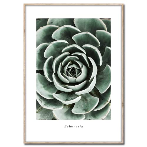 STYLER Rahmenbild Echeveria | Artbox Wandbild | Bild mit Holz Rahmen Optik Framepic | Pflanze aus Mexico Zimmerpflanze XXL Aufnahme | Wohnzimmer Schlafzimmer Büro | grün weiß schwarz | 50x70 cm von STYLER