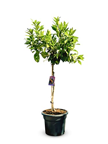 Sunny Tree - Orangenbaum - große 150 Zentimeter - Citrus Sinensis - Obstbaum - Sonnige Standorte - Fruchtbildend - 8-jähriger Orangenbaum von Sunny Tree