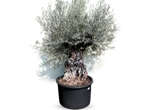 Sunnytree OLEA EUROPEA - WINTERHARTE OLIVENBAUM BONSAI 120 JAHRE ALT - 250 cm von Sunny Tree