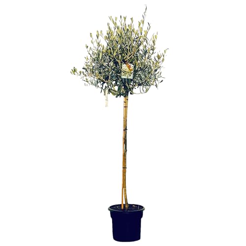 Sunny Tree Hochstämmiger Olivenbaum 160 Zentimeter hoch - Olea europea - Winterhart bis -18 - Fruchtbildend - Obstbaum - Sonnige Standorte - Olivenbäume für den Außenbereich von Sunny Tree