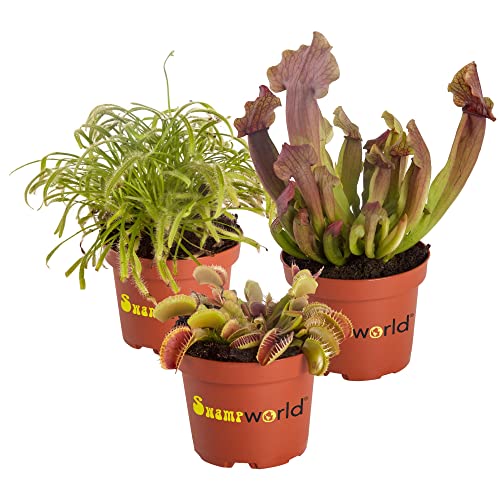 vdvelde.com - Swampworld Fleischfressende Pflanzen Echt Set 3 - Pflanze Arten: 1x Venusfliegenfalle, 1x Sonnentau & 1x Schlauchpflanze - Zimmerpflanzen Topf-Ø 9 cm, Pflanzenhöhe: 10-20 cm von Swampworld