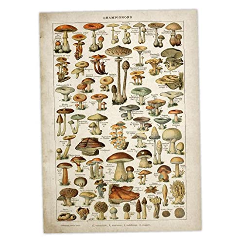 TOSSPER Vintage Plakat Antique Pilz Druck Kunst Wanddekor Botanische Pädagogische Plakat Wandkunst Wohnkultur von TOSSPER