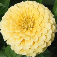 Zinnia Isabellina Erbstück Blumensamen 50 von TattooGardener