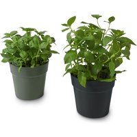Tchibo - 2 Kräuter-Übertöpfe - olivgrün Tchibo - 2 Kräuter-Übertöpfe - olivgrün von Tchibo