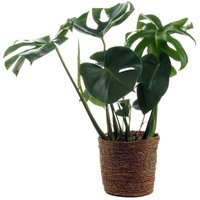 Tchibo - Monstera mit Übertopf - grün Tchibo - Monstera mit Übertopf - grün von Tchibo
