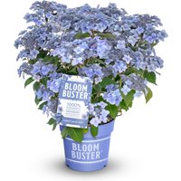 Tchibo - Rispenhortensie »Bloombuster« in blau - violett Tchibo - Rispenhortensie »Bloombuster« in blau - violett von Tchibo