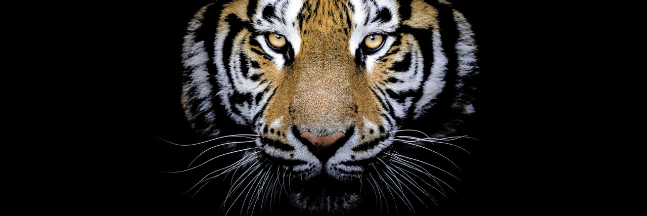 Deco-Canvas Bild - Tiger 150 x 50 cm von The Wall