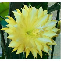 1 Ausschnitt/ Blatt/ Stiel Rare Chardonnay Twist Epiphyllum Orchidee Kaktus 6-8" von TimmyHannahShop