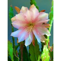 1 Ausschnitt/ Blatt/ Stiel Rare Vanilla Sunset Epiphyllum Orchidee Kaktus 6-8" von TimmyHannahShop