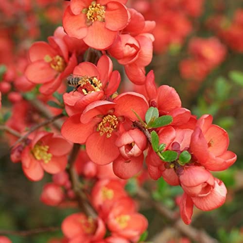 Chaenomeles Japonica - Japanese Quince Thornless 20 Tree Seeds. von UNIQUS
