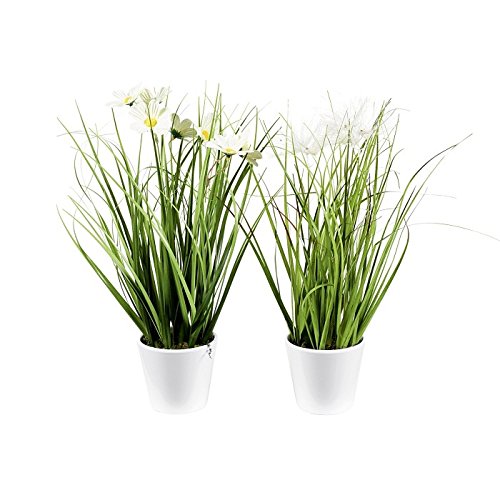 Kunstpflanze FEDERGRAS ca. 37 cm, Grasbusch mit 3 Blütenständen. Getopft im Kunststofftopf WEISS. Kunstpflanze FEDERGRAS ca. 37 cm, Grasbusch mit 3 Blütenständen. Getopft im Kunststofftopf WEISS. von Unbekannt