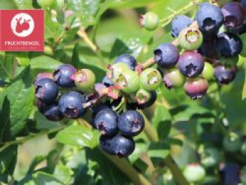 Heidelbeere 'Blue Dessert' ® Fruchtbengel ®, 10-20 cm, Vaccinium corymbosum 'Blue Dessert' ® Fruchtbengel ®, Containerware von Vaccinium corymbosum 'Blue Dessert' ® Fruchtbengel ®