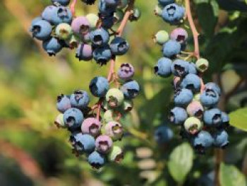Riesen-Heidelbeere 'Bluejay', Vaccinium corymbosum 'Bluejay', Topfware Riesen-Heidelbeere 'Bluejay', Vaccinium corymbosum 'Bluejay', Topfware von Vaccinium corymbosum 'Bluejay'