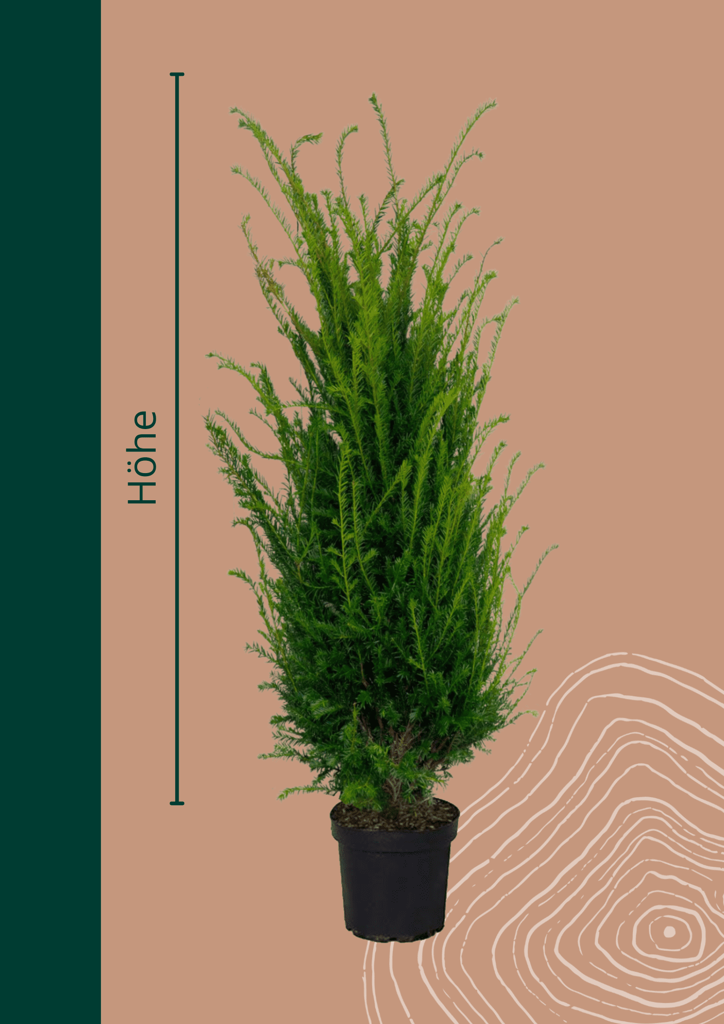 Heimische Eibe Topf | Taxus baccata von Venovi GmbH