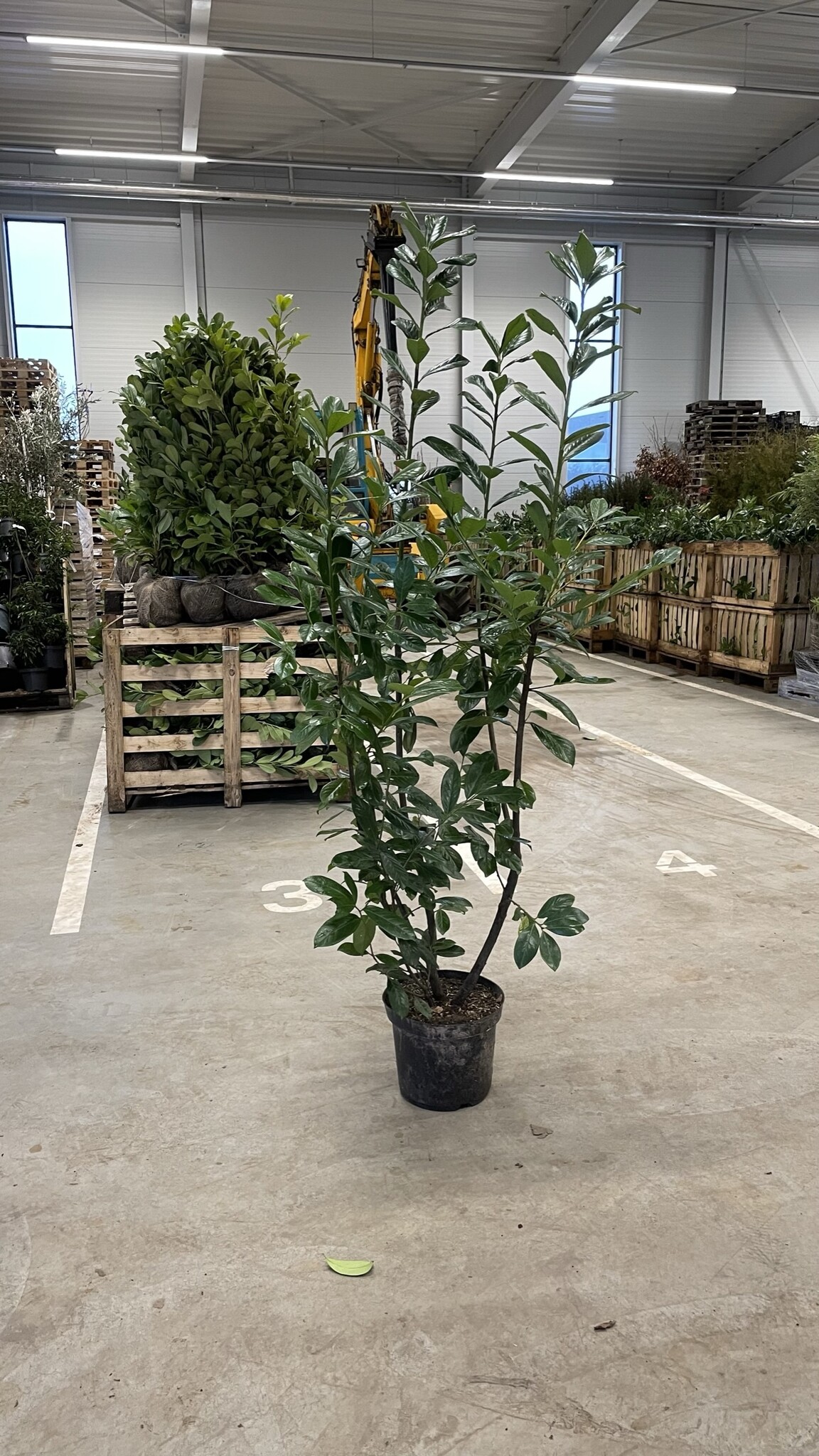 Kirschlorbeer Topf | Prunus laurocerasus 'Rotundifolia' von Venovi GmbH