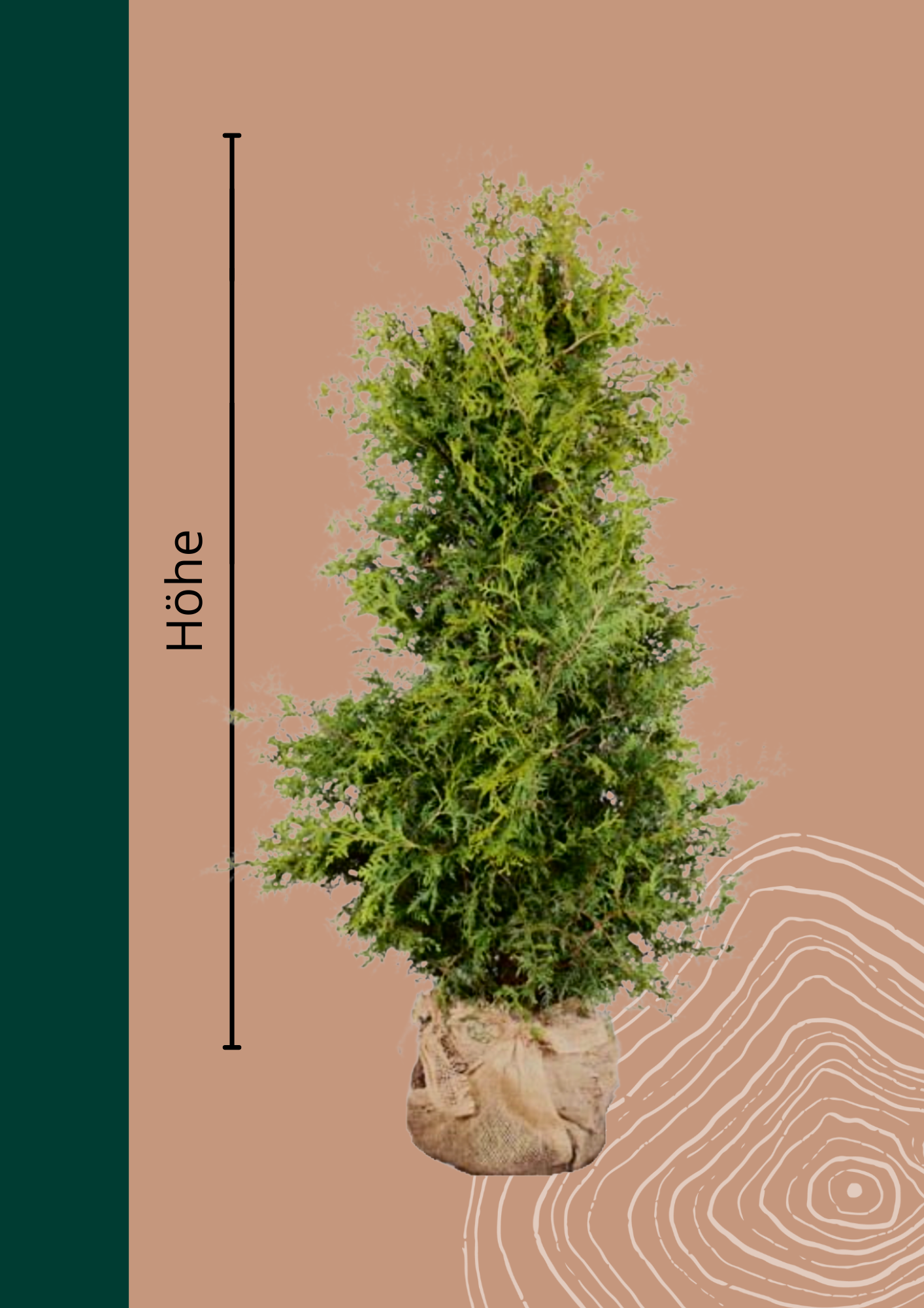 Lebensbaum 'Brabant' | Thuja occidentalis 'Brabant' von Venovi GmbH