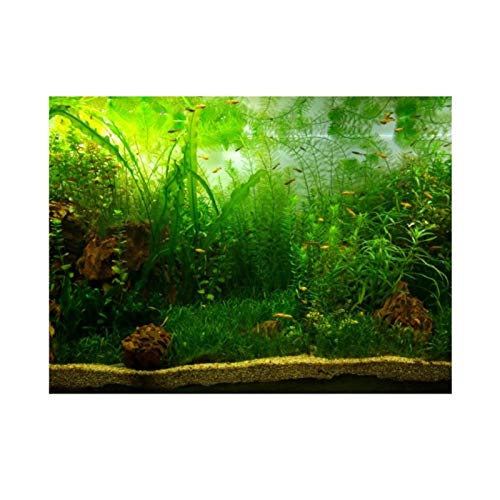 ViaGasaFamido Aquariumplakat, verdickt, PVC, selbstklebend, für Wasser, Gras, Stil Aquarium, Aquarium, Hintergrundbild, Wandbild, Poster, 61 x 30 cm, Hintergrunddekoration von ViaGasaFamido