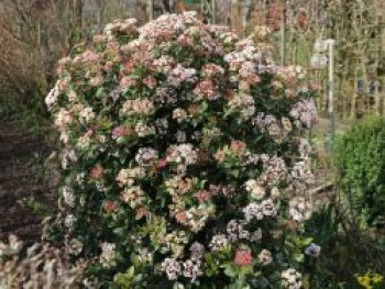 Mittelmeer Schneeball, 30-40 cm, Viburnum tinus, Containerware von Viburnum tinus