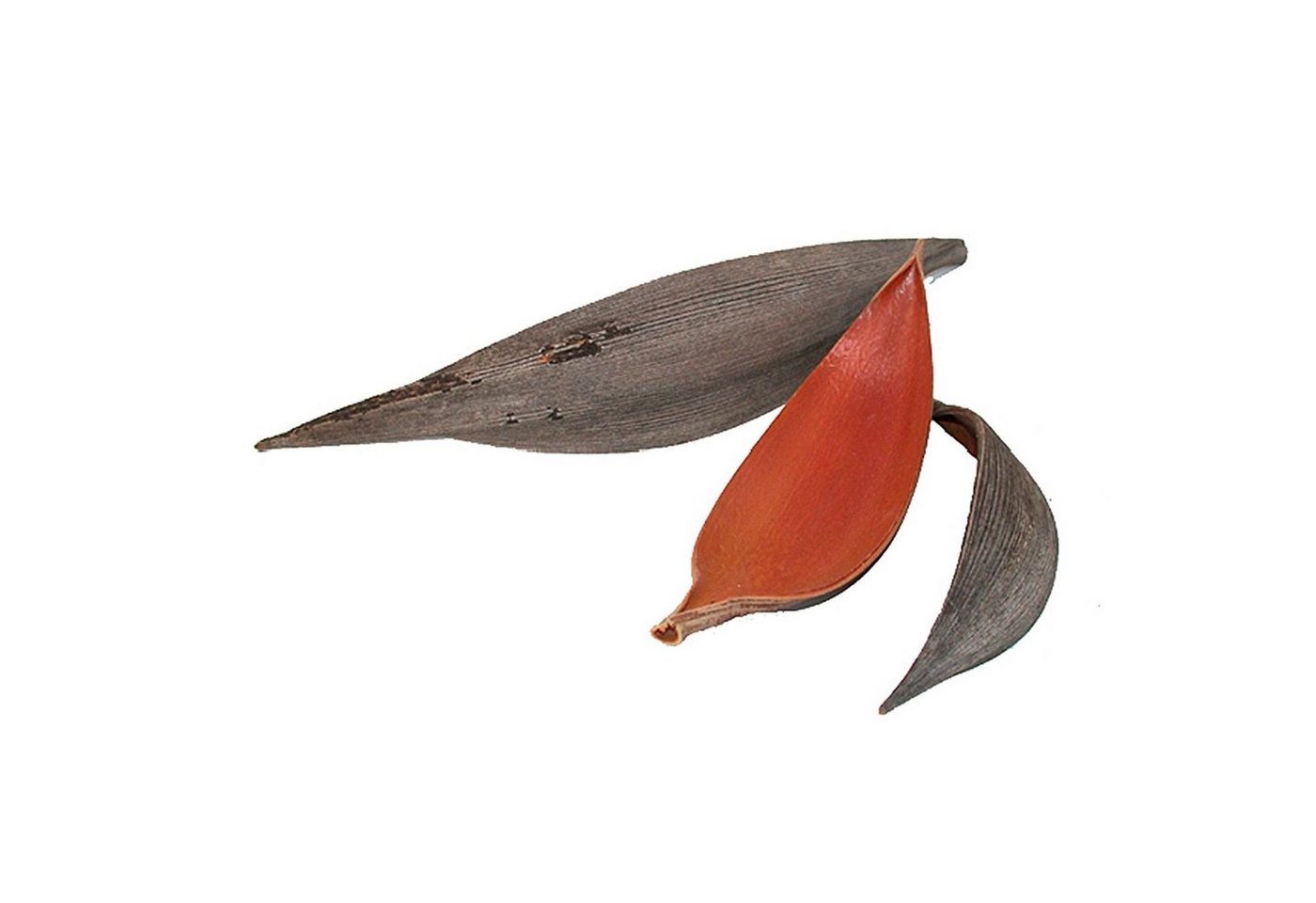 Trockenblume Cocosschale mittel - Länge ca. 20-40cm - 50 Stück - natur, Vosteen von Vosteen