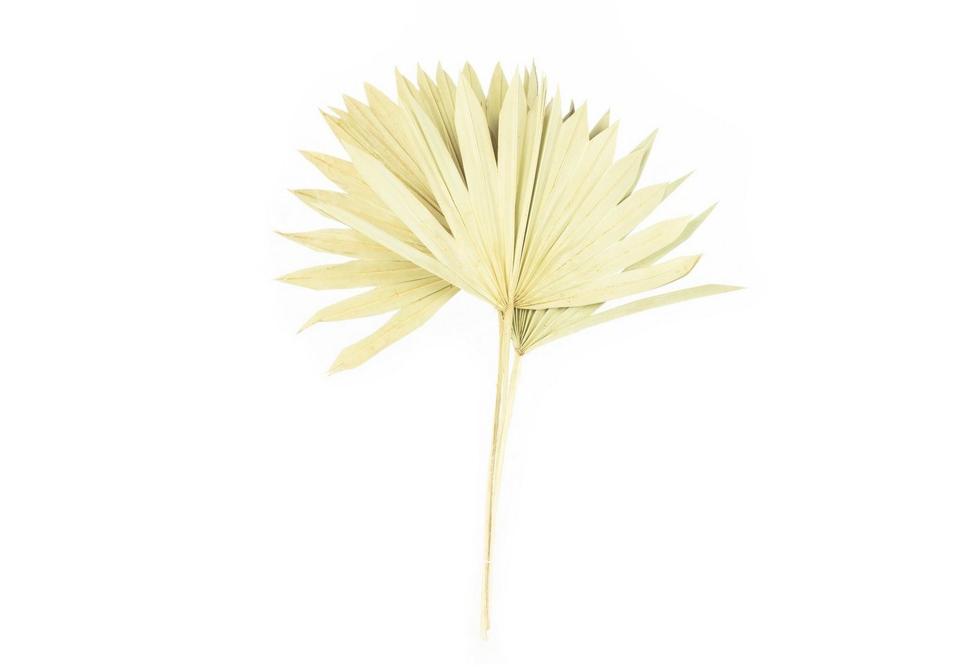 Trockenblume Palmsun mit Stiel - 50 Stück Beutel - natur, Vosteen von Vosteen