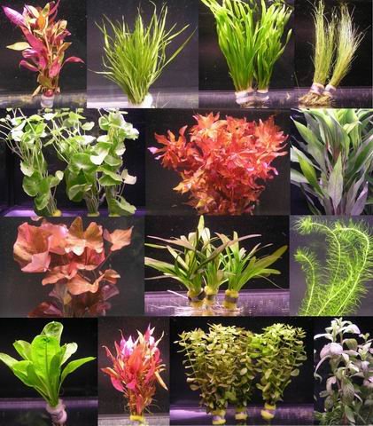 WFW wasserflora 10 Bunde mit über 80 Aquarium-Pflanzen - großes buntes Sortiment für ein 100 Liter Aquarium, Wasserpflanzen für Vorne, Mitte und Hinten von WFW wasserflora