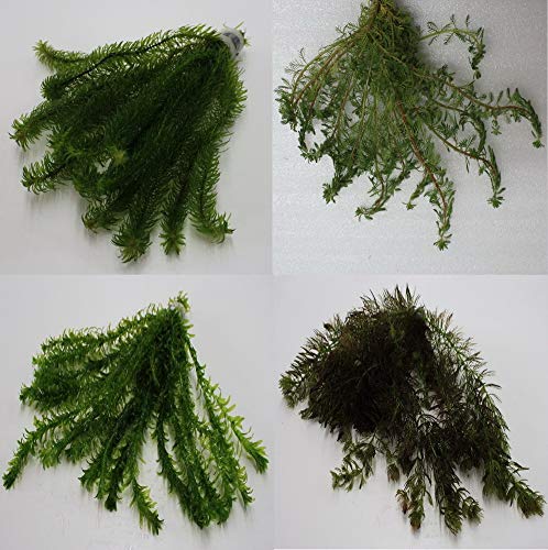 25 Unterwasserpflanzen = 4 schöne kräftige Bunde Teich-Sortiment, Sauerstoffpflanzen-Set von WFW wasserflora