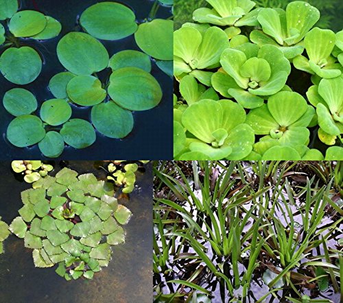 4er Set Muschelblume, Froschbiss, Wassernuss & Krebsschere für Gartenteich von WFW wasserflora