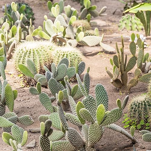 10 pcs Kakteen kaktus samen, Kaktus Pflanze, grünpflanzen pflanzen samen indoor (Opuntia dillenii) kakteen samen, sukkulenten samen mini pflanzen echt - kakteen bodendecker winterhart von WJKWY-Q